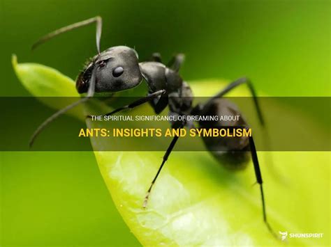 The Symbolic Significance of Dreaming About Ants