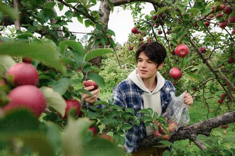 The Symbolic Significance of Dreaming about Pruning an Apple Orchard