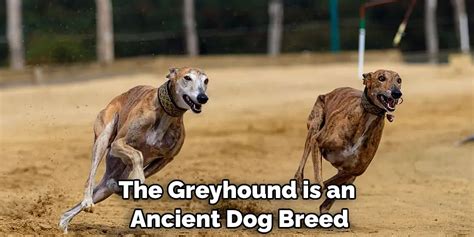 The Symbolic Significance of Greyhounds in Dream Imagery