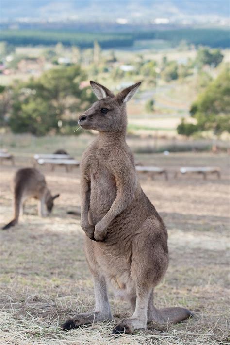 The Symbolic Significance of Kangaroos in Dreams