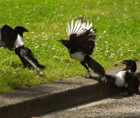 The Symbolic Significance of Magpies: An Intriguing Exploration