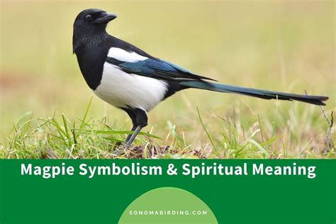 The Symbolic Significance of Magpies: Myths and Folklore