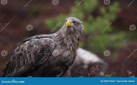 The Symbolic Significance of Observing Majestic Raptors