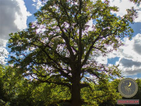 The Symbolic Significance of Trees in Dream Interpretation: Nurturing Growth and Catalyzing Transformation