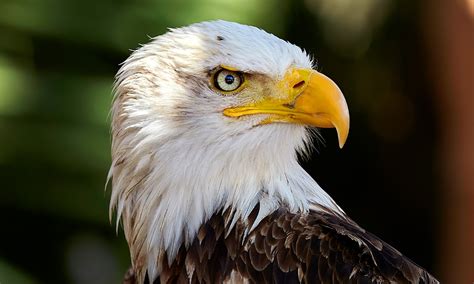 The Symbolic Significance of Young Eagles