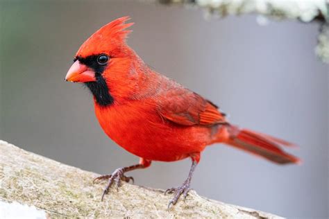 The Symbolic Significance of a Little Cardinal Bird