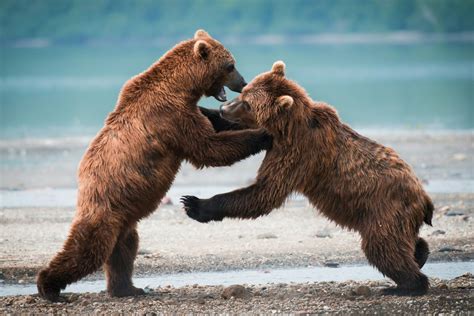 The Symbolic Significance of the Enigmatic Brown Bear in Different Cultures