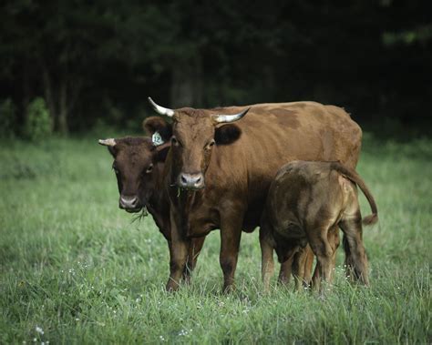 The Symbolism of Bovine Creatures in Dreams