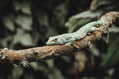 The Symbolism of Dreams: Lizards and Snakes