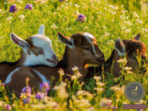 The Symbolism of a Baby White Goat: Love and Purity