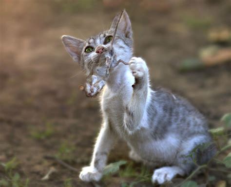 The Symbolism of a Feline Devouring a Canine in Dreams