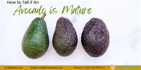 The Temptation of a Flawlessly Mature Avocado: A Reverie Worth Savoring