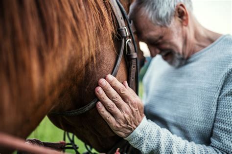 The Therapeutic Benefits: How Dreaming of Nourishing a Majestic Equine Can Foster Healing