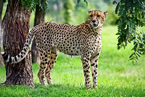 The Thrilling Adventure of Tracking the Majestic Cheetah