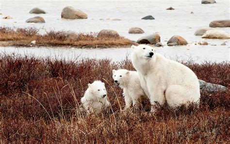 The Thrilling Experience of Polar Bear Watching