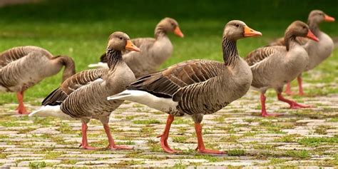 The Top Breeds of Geese for Your Ideal Flock