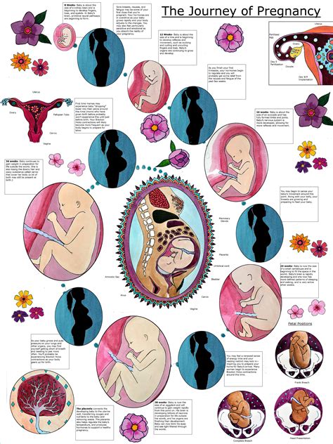 The Transformative Journey of Pregnancy: From Fertilization to Birth