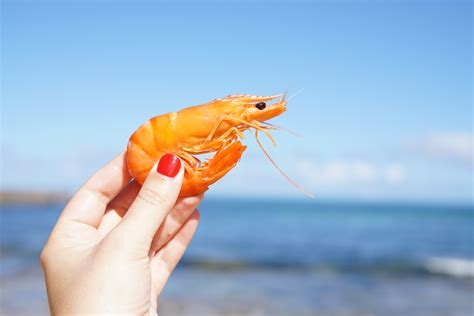 The Unexpected Connection Between Fresh Shrimp and Emotional Healing