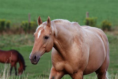 The Unexpected Connections of Fantasizing About an Overweight Stallion