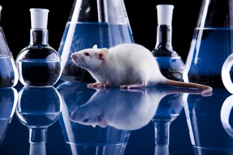 The Unexpected Science Behind Lab Rat Dreaming