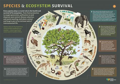 The Unique Role of Enormous Leaves in the Ecosystem