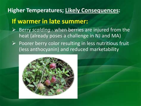 The Unpleasant Consequences: Dealing with Toxicity Resulting from Berry Consumption