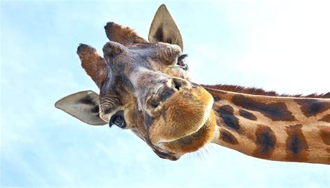 The Unsettling Dream Experience: Being Pursued by a Towering Giraffe