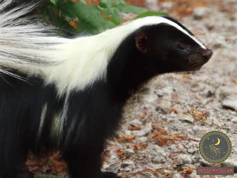 The Unusual Dream of Being Bitten by a Skunk