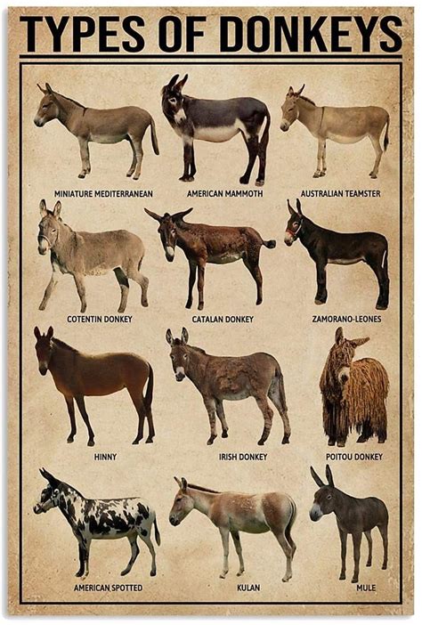 The Various Breeds and Traits of Donkeys