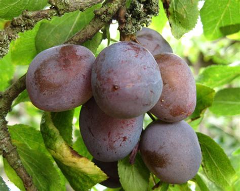 The Versatile Plum: A Delightful Fruit with Rich History