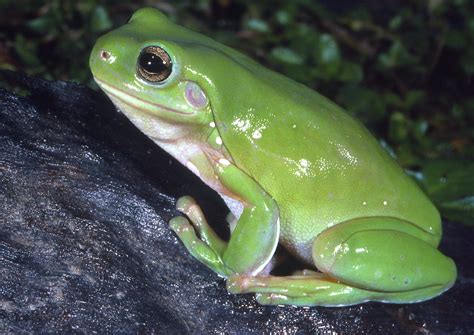 The Vibrant Colors of the Green Tree Frog