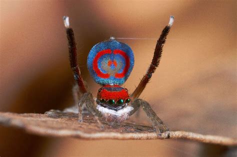 The Vibrant Colors of the Spider: A Spectacular Vision