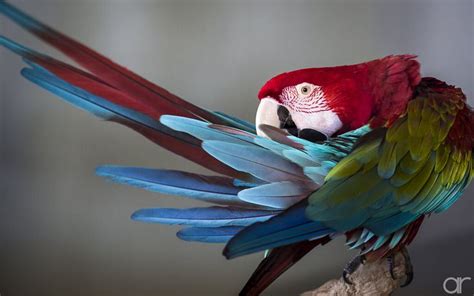 The Vibrant Universe of Parrots: Decoding the Importance of Plumage