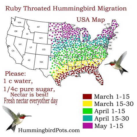 The Vibrant World of Hummingbird Habitat and Migration