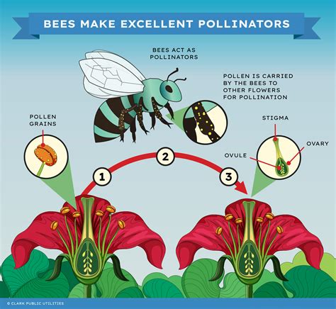 The Vital Role of Bees in Pollination