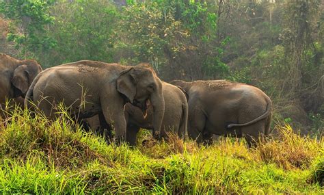 The Vital Role of Conservation Efforts in Ensuring a Promising Future for Elephants' Serene Existence