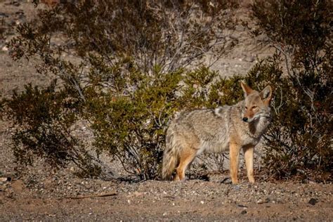 The Vital Role of Coyotes in Ecosystems and Human Societies