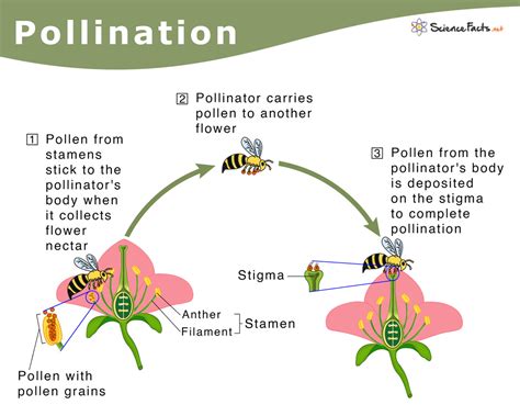 The Vital Role of Pollinators in Fostering the Growth and Development of Banana Plants