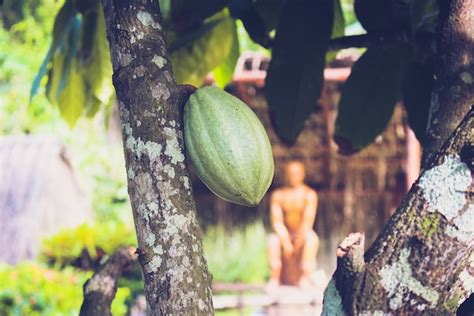 The Wonders of Cocoa Trees: A Fascinating Journey