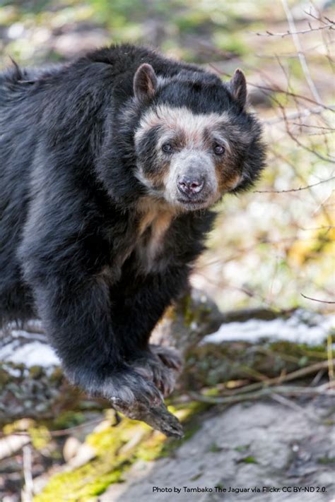 The Wonders of Nature: Actual Fauna That Resemble the Extraordinary Bear Dogs