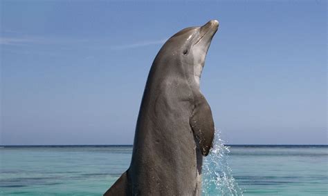 The Wondrous Communication: Interpreting the Whistles and Clicks of These Magnificent Marine Creatures