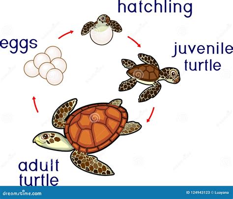 The Wondrous Life Cycle of Turtles: From Egg to Hatchling