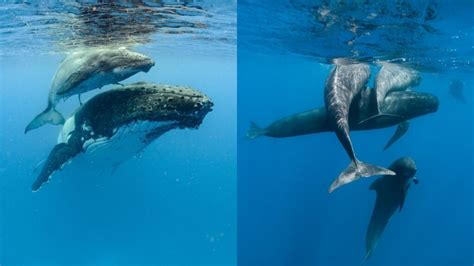 The captivating behaviors and intricate communication of these majestic marine creatures