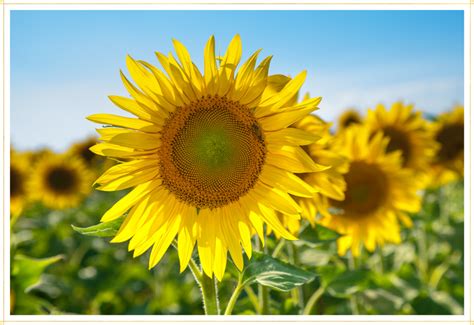 The diverse species of radiant sunflowers