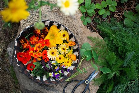 The fascinating and delightful realm of edible flowers and plants