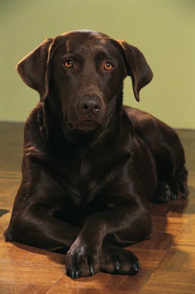 The origins and history of Chocolate Labradors