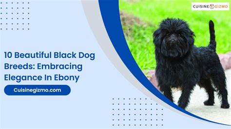 The psychological implications of embracing a ebony canine 