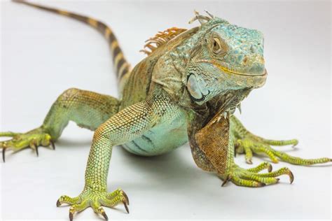 The significance of envisioning a lifeless iguana