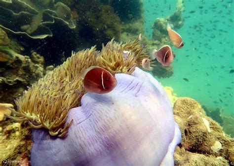 The wonders of marine life: Encounter fascinating creatures underwater