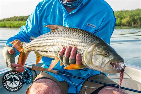 Tiger Fish: A Fighter in the Water